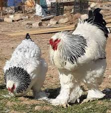 دجاج براهماا